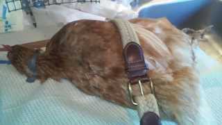 Homemade operating board for my chickens.