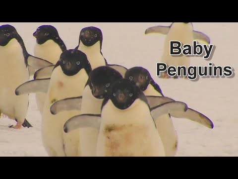 4K Animal World | Baby Penguins in Antartica | Film Fully Yours #animals #wildlife