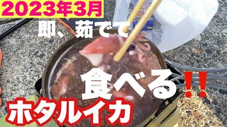 ホタルイカ身投げ　掬い　現地で即食べる　＃ホタルイカ