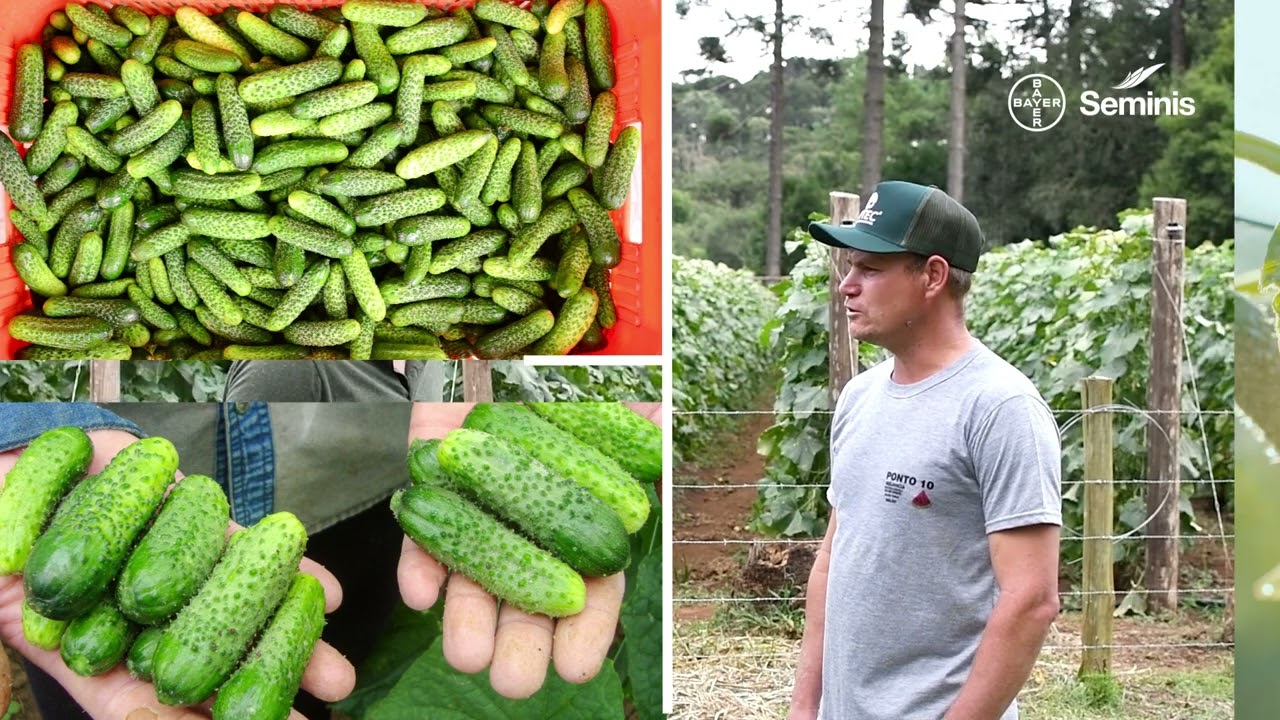 Pepino Híbrido SV3506CV - Seminis