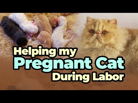HOW TO HELP A PREGNANT CAT GIVE BIRTH???