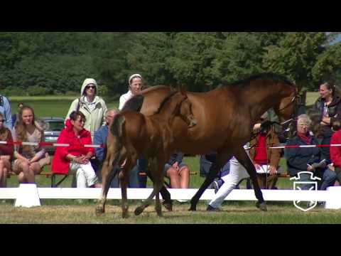 NF111 Hengstfohlen von Crunch   Casall   Contender