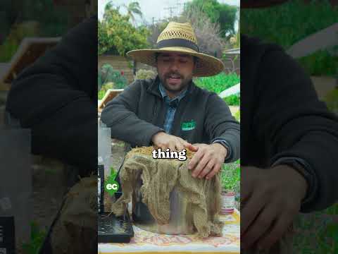 How to Grow Lion s Mane Mushrooms Recipe Included