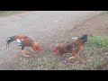 Cock Fight Cock
