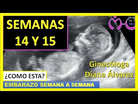 EMBARAZO SEMANA 14 Y 15 POR GINECOLOGA DIANA ALVAREZ