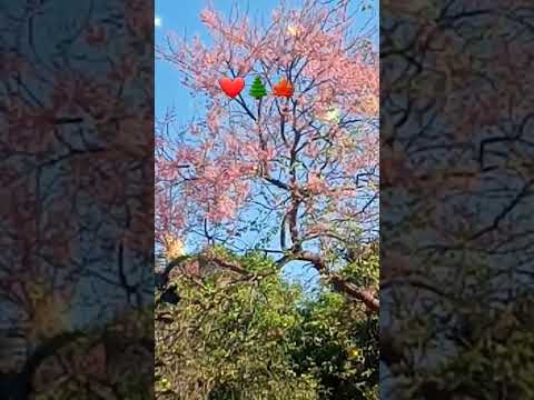 Qué bonito lo de aquí el sauce Nicaragua León