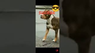 subscrib pleese (4) video