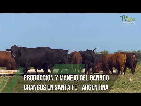 Brangus cattle production and management / Santa Fe - Argentina - TvAgro by Juan Gonzalo Angel Re...