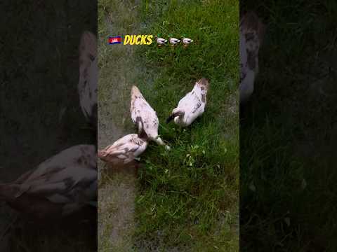 🇰🇭Monsoon Ducks 🦆🦆🦆 #visitcambodia #siemreap #angkorwat #amazingcambodia #southeastasia #travel