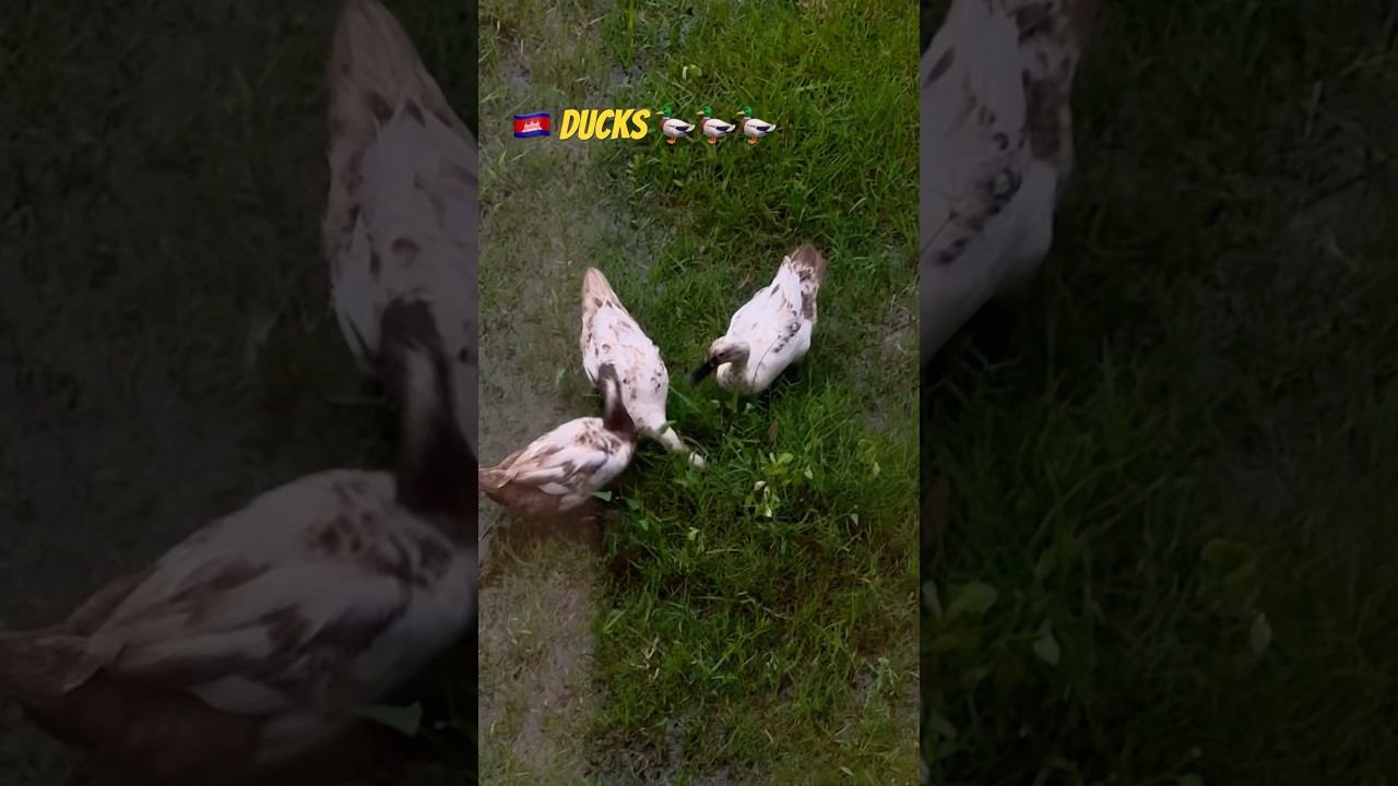 🇰🇭Monsoon Ducks 🦆🦆🦆 #visitcambodia #siemreap #angkorwat #amazingcambodia #southeastasia #travel