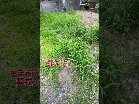 ヒルガオを自然に取り除く方法は？万能の除草剤は存在するのか？  庭園