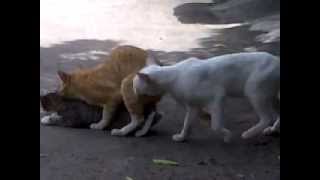 preview picture of video 'Kucing lucu ciceri permai'