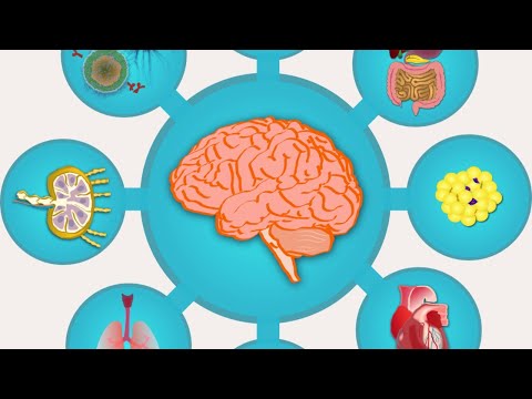 Anna Molofsky - Brain-Body Interactions