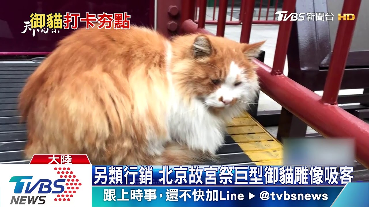 另類行銷 北京故宮祭巨型御貓雕像吸客