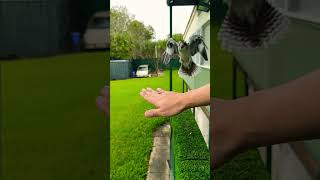Download lagu Amazing Kookaburra #kookaburra #birds #wildlife #slowmotion mp3 Download lagu Amazing Kookaburra #kookaburra #birds #wildlife #slowmotion mp3