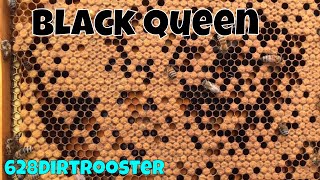 Amazing Winter Survivor Bees &amp; Beginner Beekeeping Tips