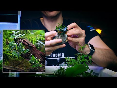 AQUARIUM PLANTS TUTORIAL FOR BEGINNERS - SPEAK LATIN YET?