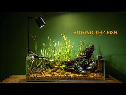Adding Medaka Rice Fish to my 10 Gallon Shallow