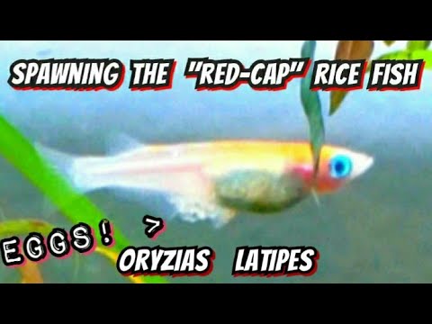 RICE FISH! - Raising Rice Fish. Japanese Medaka Spawning Guide. They Carry Eggs OUTSIDE their body!