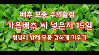 배추씨 넣은지 15일 주의할점 강하게 키우기 [배추재배방법]