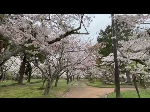 20240408萩城跡指月公園の桜（1）