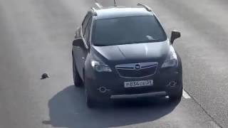 В Калининграде водитель спас котенка на дороге