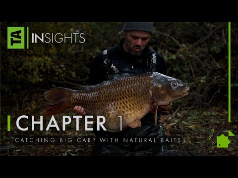 Catching Big Carp with Natural Baits | TA|Insights | Volume Three | Oz Holness | Carp Fishing