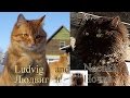 Ludvig, Nochka, Siberian Farm cats, 2015, Зима и лето ...