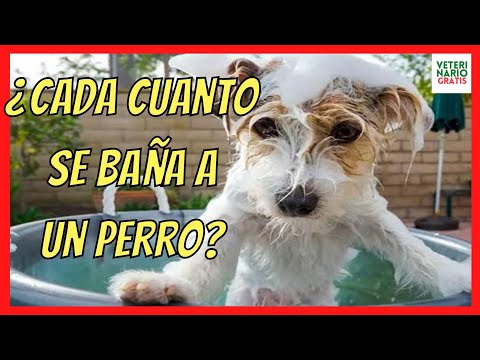 ¿CADA CUANTO SE BAÑA A UN PERRO? FALSOS MITOS SOBRE EL BAÑO EN PERROS