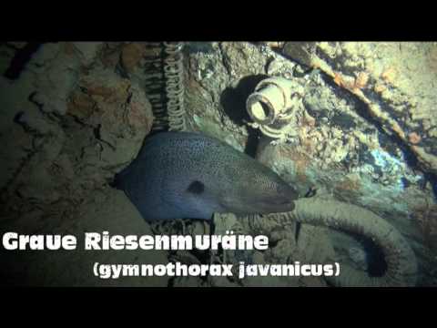 Wracktauchen SS Thistlegorm