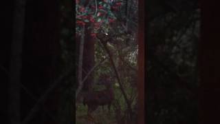 Into the trees-Hope Sandoval and the Warm Inventions