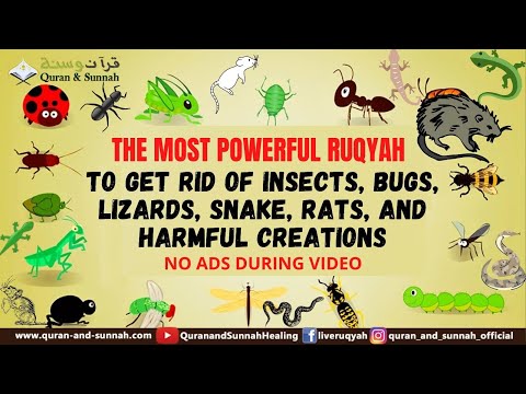 Very Strong Al Quran Ruqyah to Get Rid of Insects, Bugs, Lizards, Snake, Rats, and harmful creations