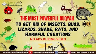 Download lagu Very Strong Al Quran Ruqyah to Get Rid of Insects, Bugs, Lizards, Snake, Rats, and harmful creations mp3 Download lagu Very Strong Al Quran Ruqyah to Get Rid of Insects, Bugs, Lizards, Snake, Rats, and harmful creations mp3