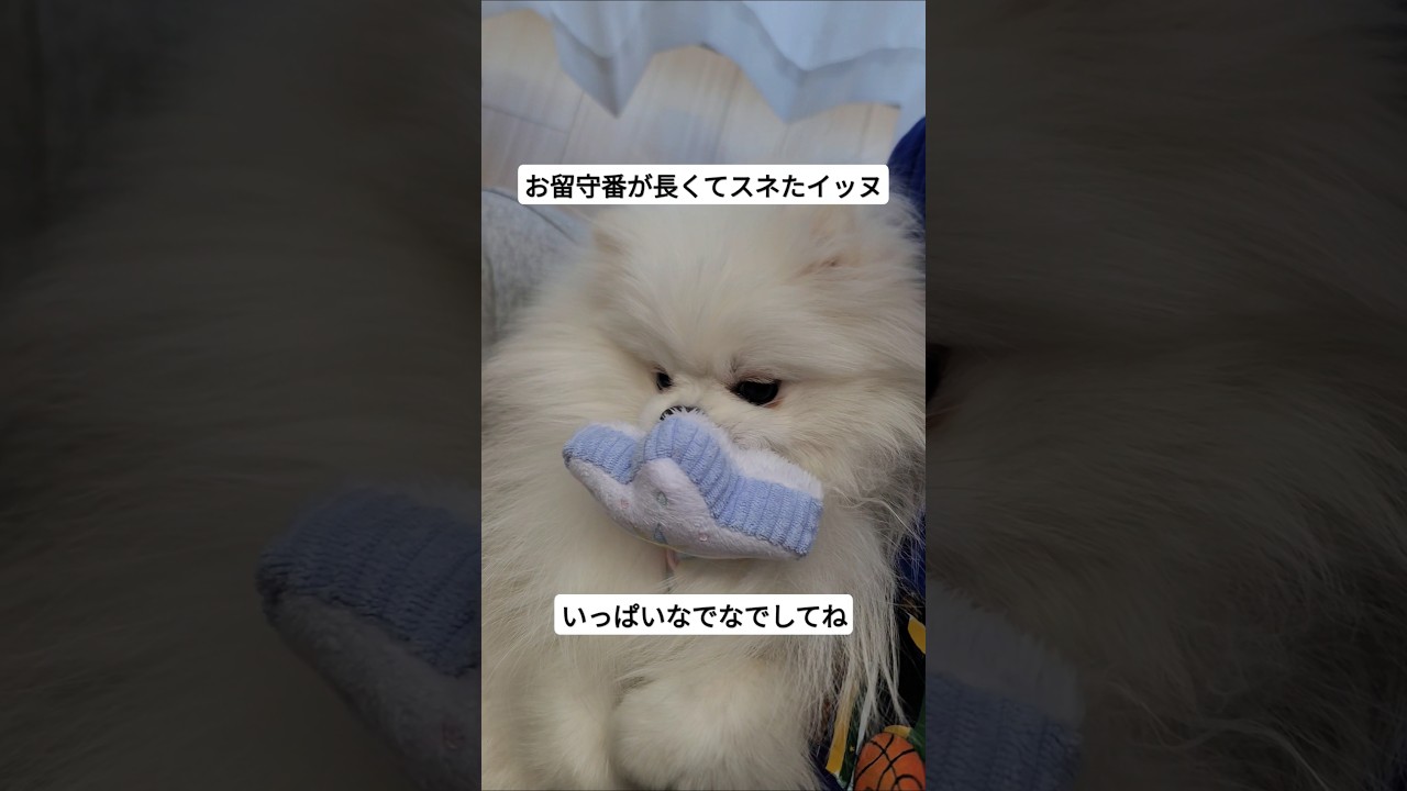 不満げなバブポメ #ポメラニアン #子犬 #わんちゃん #あかちゃん #犬のいる暮らし #ポメラニアンのいる暮らし #ポメラニアンの日常 #白ポメラニアン #白ポメ
