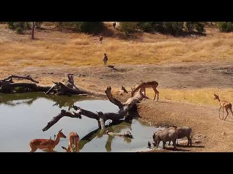 Djuma: Zebras, Warthogs and Impalas - 12:29 - 07/24/19