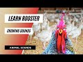 Learn Rooster Crowing Sounds How Rooster Sounds Rooster Crowing Rooster Sound Videos