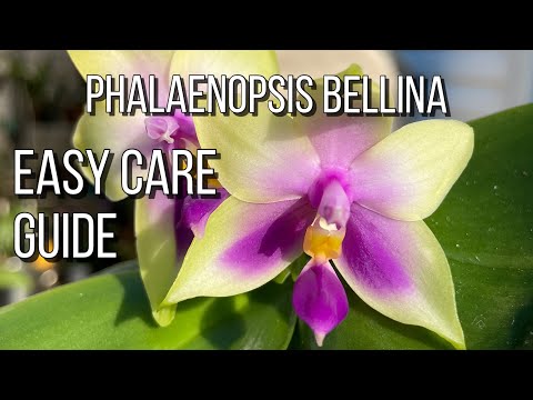Phalaenopsis Bellina: Guía de cuidados fáciles. Cuidado de orquídeas para principiantes.