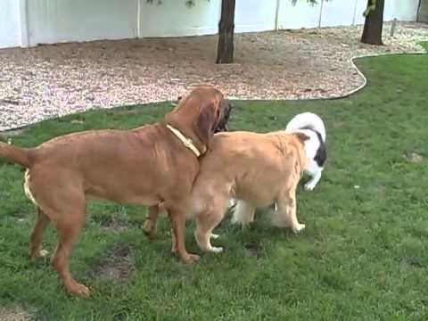 Canine Communications Inc. video.