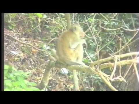 Video thumbnail for Monkey See, Monkey Do