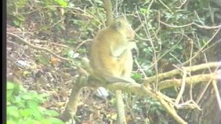 Reverend And The Makers - Monkey See, Monkey Do