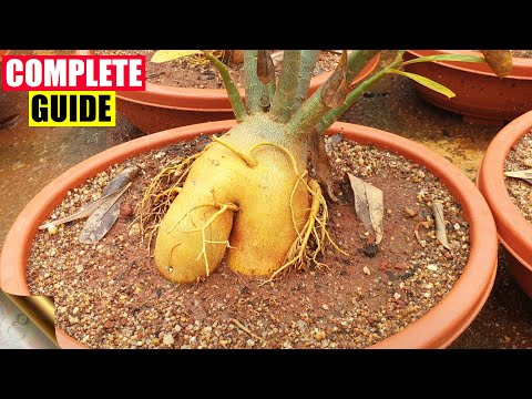 , title : 'COMPLETE GUIDE TO GROWING ADENIUM – THE DESERT ROSE | CARE TIPS, TRICKS, SEEDS, CAUDEX