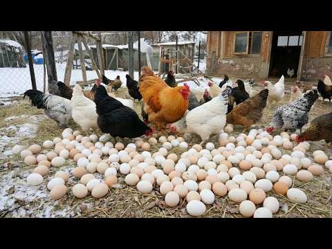 Raising Chickens for Eggs as a Business - Organic Poultry Farming & Egg Collection