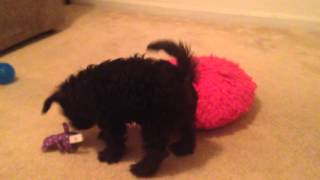 ADORABLE MINIATURE SCHNAUZER PUPPIES!!!