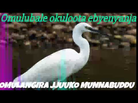 Omulubale Okuloota ebyenyanja - Omulangira Jjuuko Munnabuddu