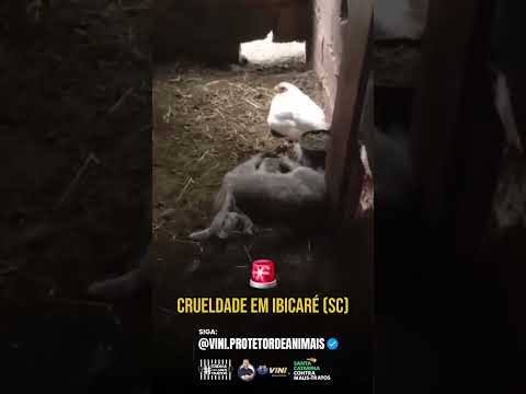 🚨 CRUELDADE SEM FIM: 16 ANIMAIS SÃO M0RTOS E MORADORES VIVEM CLIMA DE MEDO EM IBICARÉ (SC)