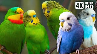 AMAZING PARAKEETS | BEAUTIFUL BIRDS | RELAXING BIRD SOUNDS | STUNNING NATURE | STRESS RELIEF | CALM