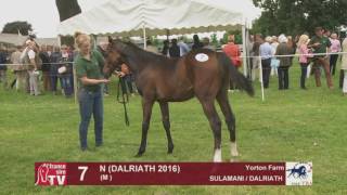 Sulamani x Dalraith 2016 at TBA Stars of Tomorrow Foal Show