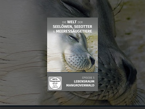 Die letzten Paradiese 12 - Seerobben & Seelöwen E05 Lebensraum Mangrovenwald