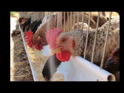 Gallinero Huevos Yumbel