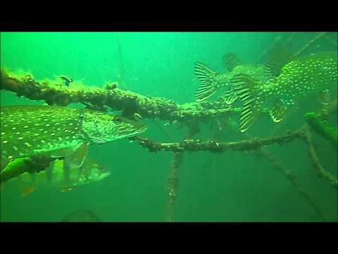 Prädatoren im Tauchrevier Deutschland